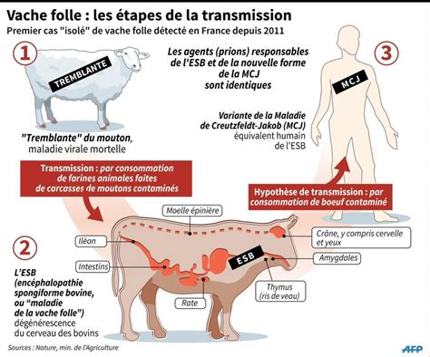 de la vache folle en ga c na c ral et de notre su