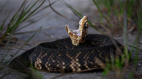 deadliest snake florida