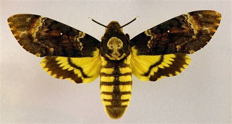 Death Of The Moth Multiple Choice Answers