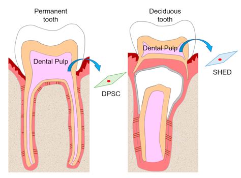 Deciduous Autologous Tooth Stem Cells Regenerate Dental Pulp Teeth Science - Teeth Science