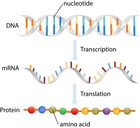 Decoding Genetics Flinn Sci Transcription Dna To Rna Worksheet - Transcription Dna To Rna Worksheet