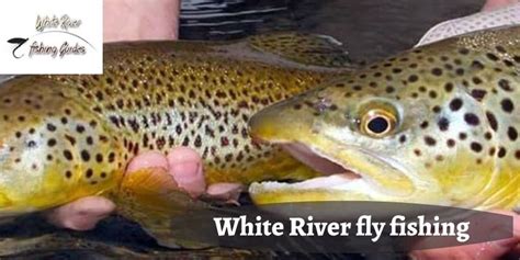 Decoding The Science Behind Fly Fishing White River Fly Science - Fly Science