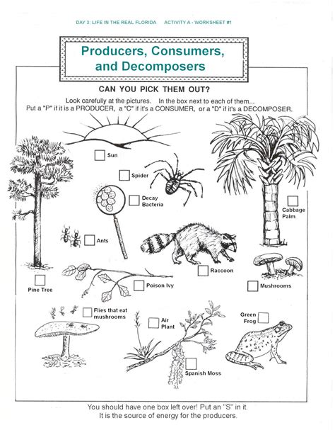 Decomposer Worksheets Learny Kids Producer Consumer Decomposer Worksheet Middle School - Producer Consumer Decomposer Worksheet Middle School