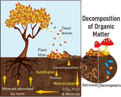 Decomposition Of Vegetable Matter Into Compost Is An Example Of