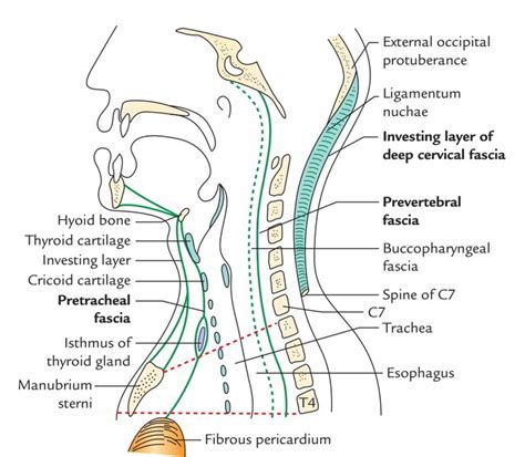 Deep Cervical Fascia