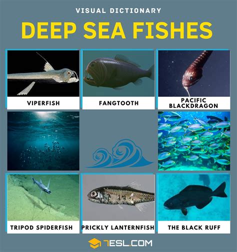 Deep Sea Fishes