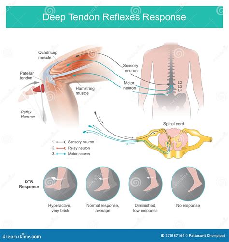 Deep Tendon Reflex