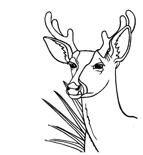 Deer Antler Coloring Pages At Getcolorings Com Free Deer Antlers Coloring Page - Deer Antlers Coloring Page