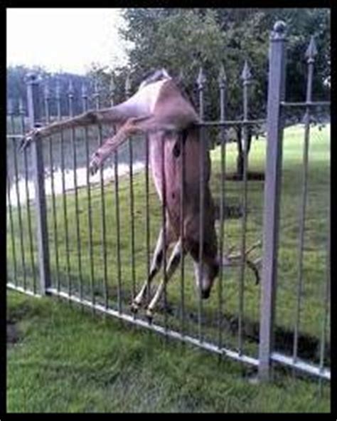deer balls on fence