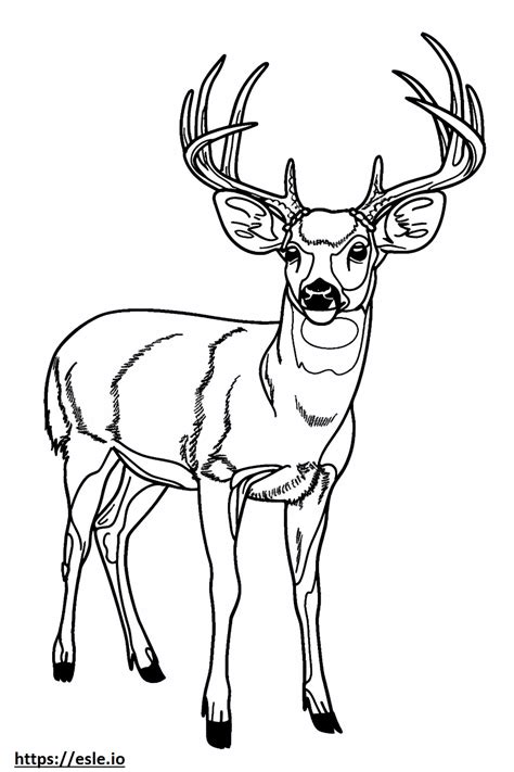 deer coloring page