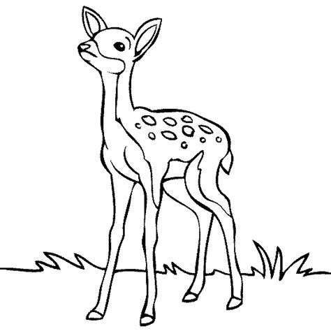 Deer Coloring Pages Printable   Printable Deer Coloring Pages Pdf Download - Deer Coloring Pages Printable