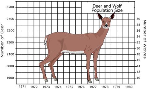 Deer Predation Or Starvation Predator Prey Cycles Worksheet Answers - Predator Prey Cycles Worksheet Answers