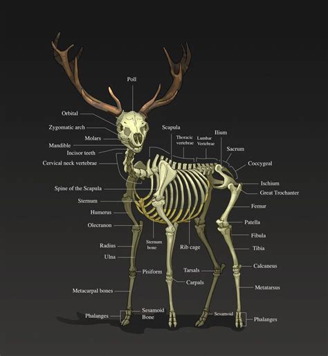 Deer Skeleton Anatomy