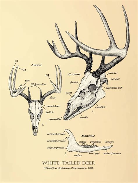 Deer Skull Anatomy