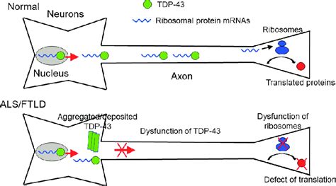 defective translation