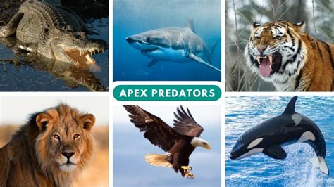 Define Apex Predator