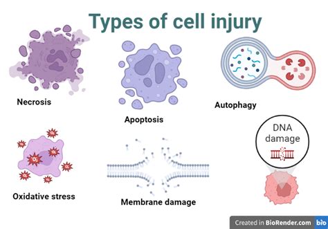 Define Cell Injury
