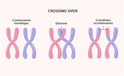 Define Crossing Over
