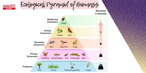 Define Ecological Pyramid