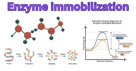 Define Enzyme Immobilization