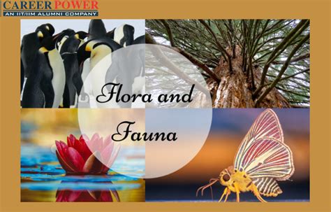 define flora and fauna
