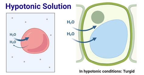 Define Hypotonic Solution