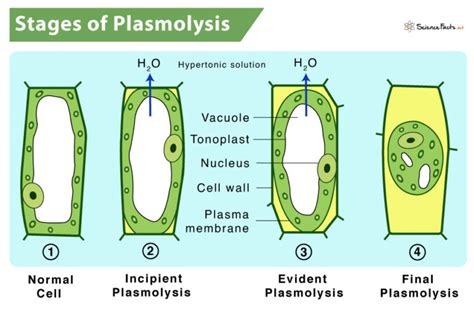 Define Incipient Plasmolysis