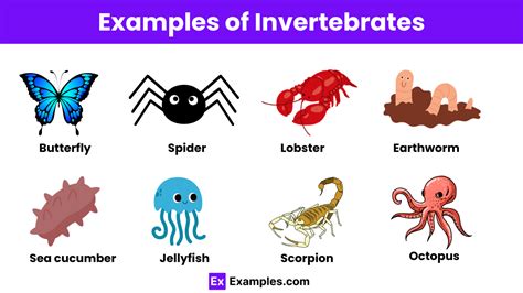 Define Invertebrate Animals