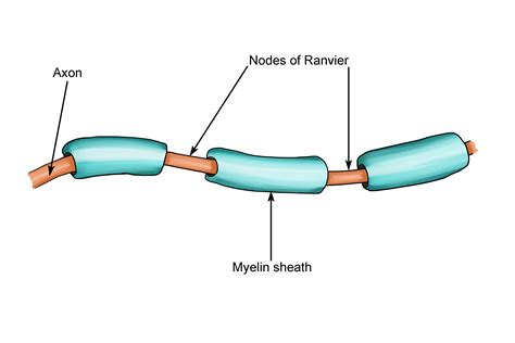 Define Nodes Of Ranvier