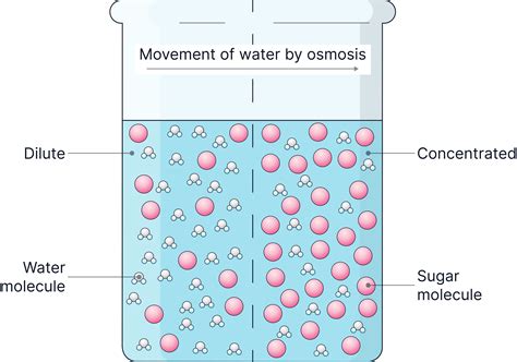 Define Osmosis Class 9