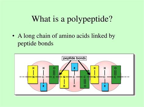 Define Polypeptide