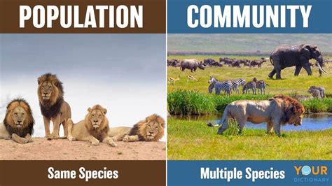 Define Population And Community