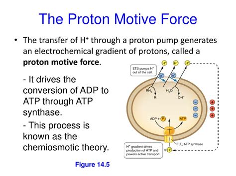 Define Proton Motive Force