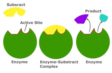 Define Substrate