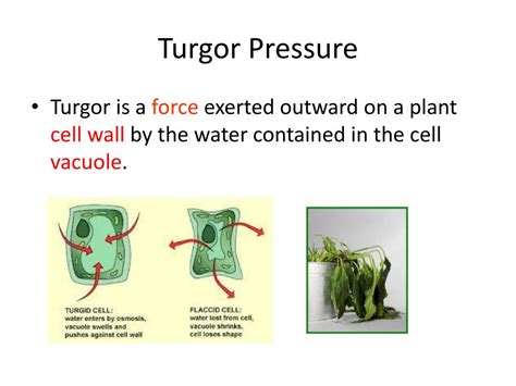 Define Turgor Pressure