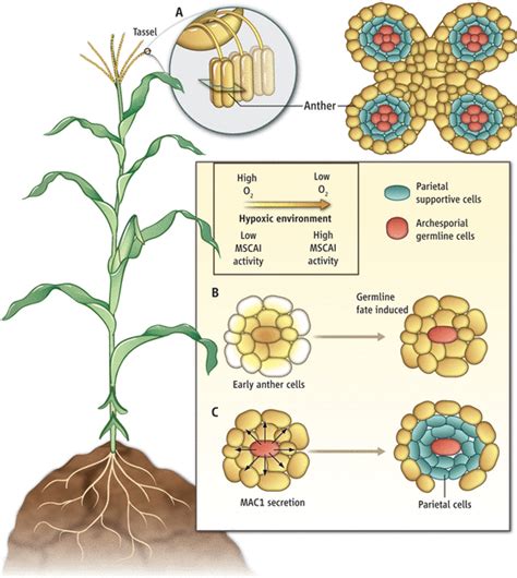 Defining The Plant Germ Line Nature Or Nurture Germ Science - Germ Science