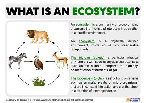 definitie ecosysteem