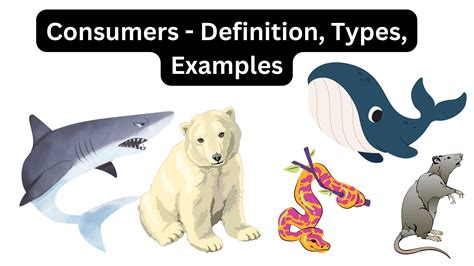 Definition For Consumers