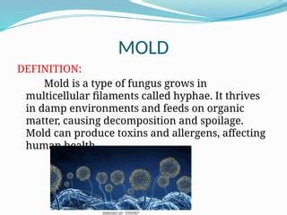 definition mold