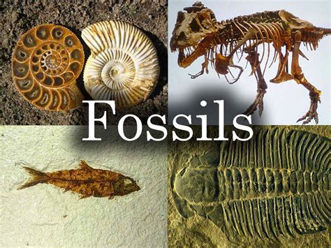 definition of fossil definition of relative dating