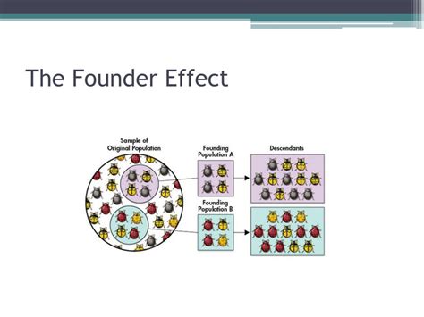 Definition Of Founder Effect Simple