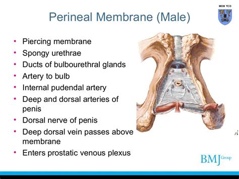 Definition Of Perineal