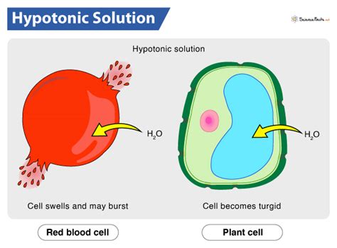 Full Download Definition Of Hypotonic Solution 