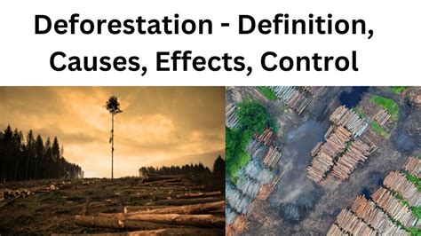 Deforestation Causes Effects And Control Strategies
