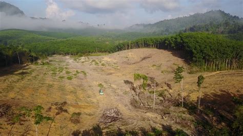 deforestation in thailand