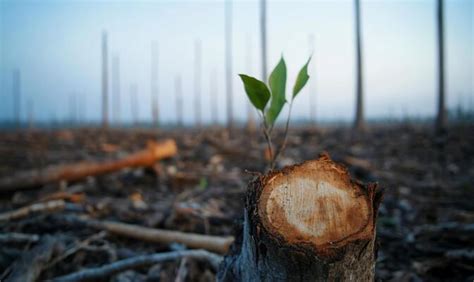 Deforestation Solution