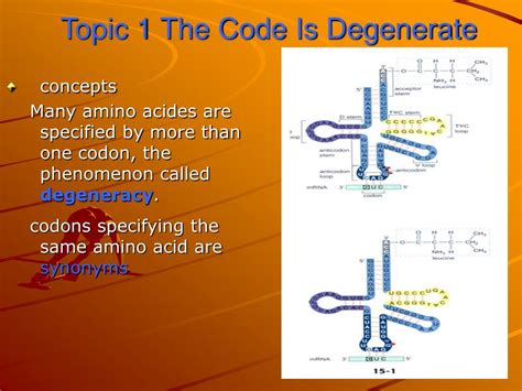 degenerate code - Terminology of Molecular Biology for