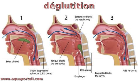 deglutition