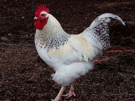 delaware chickens