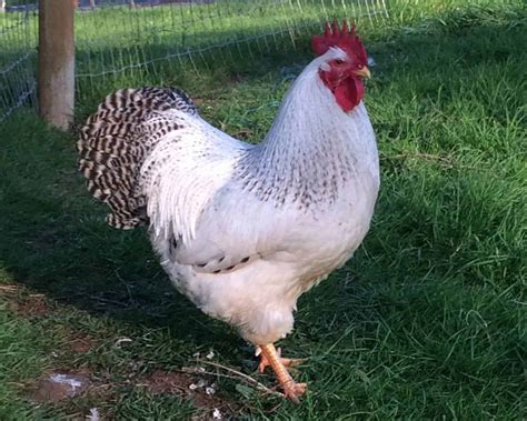 delaware chicks